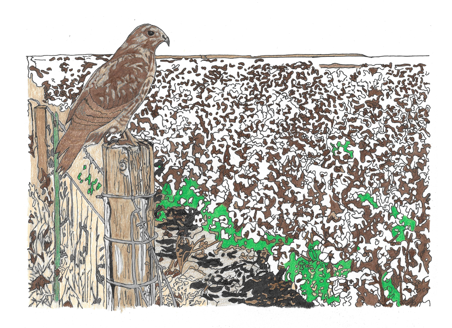 Hand-Drawn Hawk Art Print | Instant Digital Download