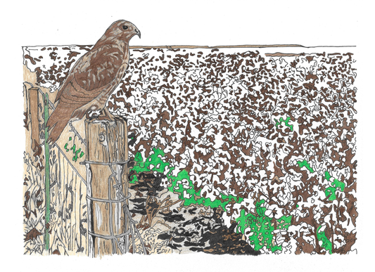 Hand-Drawn Hawk Art Print | Instant Digital Download
